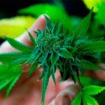 Estudiantes llevaron caramelos con marihuana a la escuela en EE.UU.