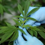 Australia da luz verde a las exportaciones de cannabis terapéutico