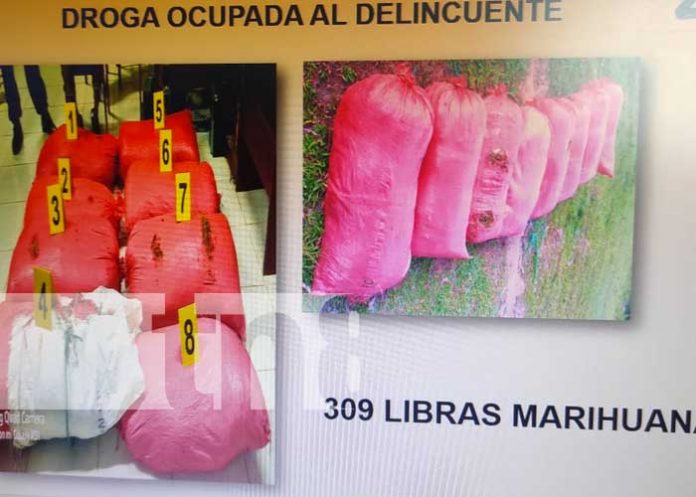 marihuana-siuna-01 nicaragua, siuna, marihuana, incautacion, drogas,