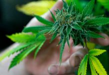 El Congreso holandés aprueba regular el cultivo legal de marihuana