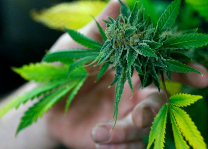 marihuanaholanda