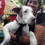 Arranca en Nicaragua la Jornada Nacional de Vacunación Canina 2017