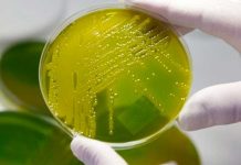 Crean bacteria fluorescente para detectar minas antipersonales