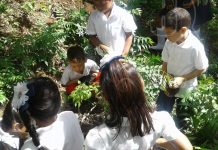 Reforestan Cerro Mokorón por el día mundial del medio ambiente