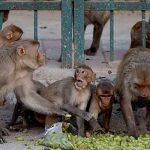 estados unidos, monos, mujer, demanda,