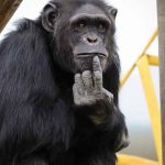 ciencia, mono, manos, saludo,