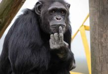 ciencia, mono, manos, saludo,
