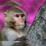 Rescatan en Perú a un mono encerrado en maleta de pasajera de avión