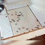 ¿Cómo deshacerte de las moscas de la cocina de forma sencilla?