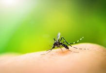 Crean una app para móviles capaz de detectar mosquitos con malaria