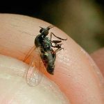 No dejes que te muerda esta mosca, o lo lamentarás