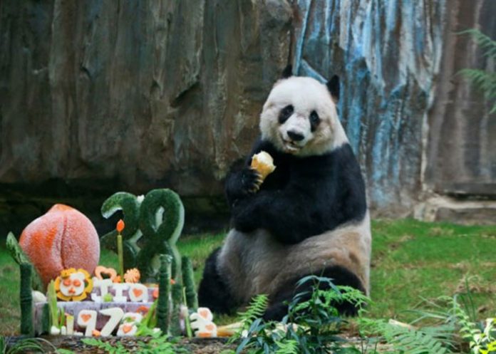 muere-panda-vieja