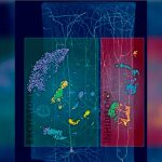 Descubren un nuevo tipo de neuronas