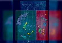 Descubren un nuevo tipo de neuronas