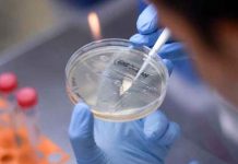 Detectan en Brasil una nueva variante del coronavirus brasil, coronavirus, deteccion, variante, cientificos,