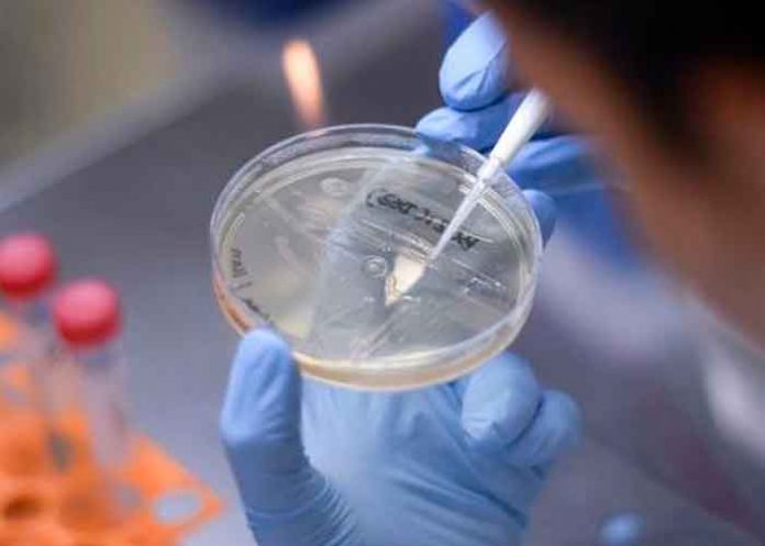 brasil, coronavirus, deteccion, variante, cientificos,