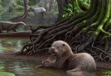 Identifican una nutria de 6 millones de años que tuvo el tamaño de un lobo