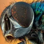 Los ojos de los insectos tienen mayor resolución de lo que se creía