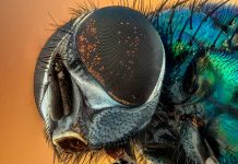 Los ojos de los insectos tienen mayor resolución de lo que se creía
