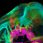 Científicos buscan en los embriones cómo construir nuevos órganos