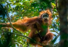 Descubren una nueva especie de orangután