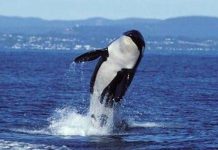 Muere Granny, la orca más anciana del mundo