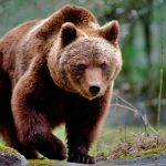 Oso ataca a hombre a la puerta de su casa en Florida