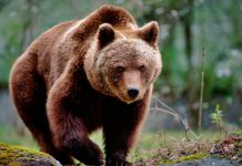 Oso ataca a hombre a la puerta de su casa en Florida