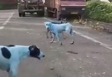 Perros callejeros de la India se vuelven azules