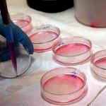 Proponen una terapia genética capaz de revertir la ceguera en ratones