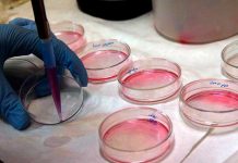 Proponen una terapia genética capaz de revertir la ceguera en ratones