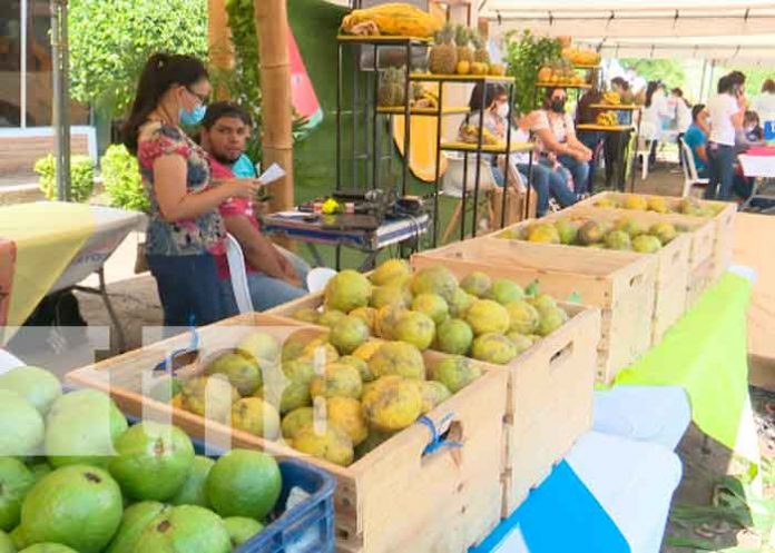 parque de ferias, managua, minsa, salud,