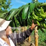 nicaragua, patio saludable, tipitapa, economia familiar,