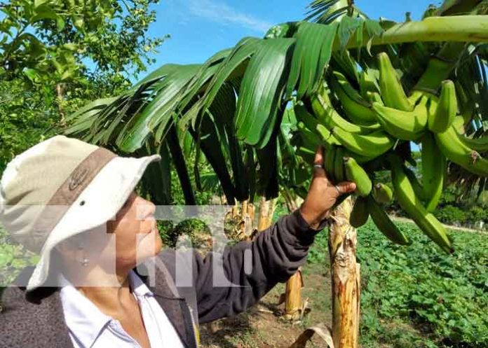 nicaragua, patio saludable, tipitapa, economia familiar,