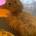 animales, reino unido, curiosidades,