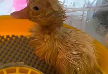 Mujer hace nacer un pato de un huevo de supermercado animales, reino unido, curiosidades,