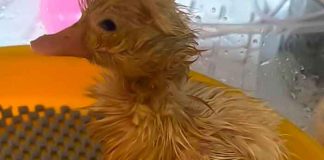 animales, reino unido, curiosidades,