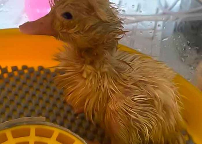 animales, reino unido, curiosidades,