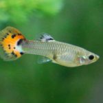 Estudio indica que los peces tienen personalidad