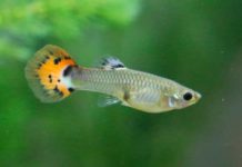 Estudio indica que los peces tienen personalidad