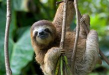 Descubren nuevo género y especie de perezoso gigante