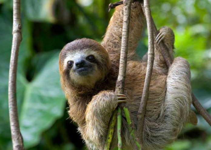 perezoso-nueva-especie
