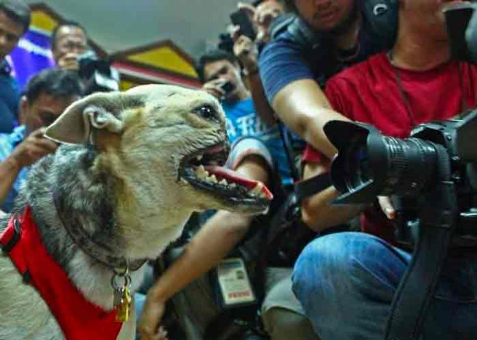 filipinas, perra, muerte, kabang,