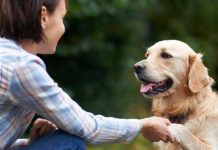 Los perros usan más expresiones faciales si se les presta atención