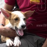 MINSA realiza jornada de vacunación para mascotas en Boaco