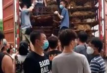 Video: Libran de matadero a cientos de perritos en China
