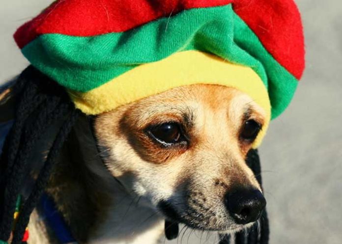 perro