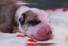 Texas estudia penalizar el sexo con animales