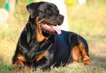 Bebé de 10 meses muere atacado por rottweilers de su familia estados unidos, california, bebe, muerte, rottweilers, familia,
