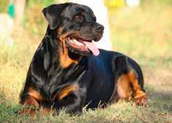 estados unidos, california, bebe, muerte, rottweilers, familia,